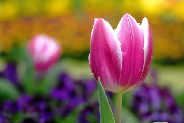 Tulpenblüten Blütenblätter Frühlingsflora — Stockfoto