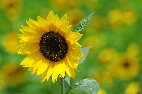 Tournesol Vue Rapprochée — Photo