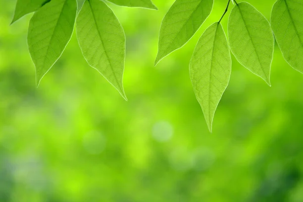 Hojas Verdes Árbol — Foto de Stock