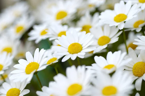 Belas Flores Florescendo Fundo Natureza — Fotografia de Stock