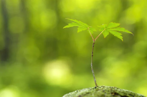 Groene Plant Het Bos — Stockfoto