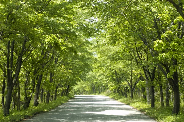 Bella Vista Sulla Natura — Foto Stock