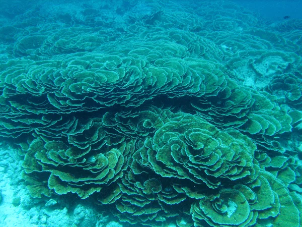 熱帯の海の底でカラフルなサンゴ礁 — ストック写真