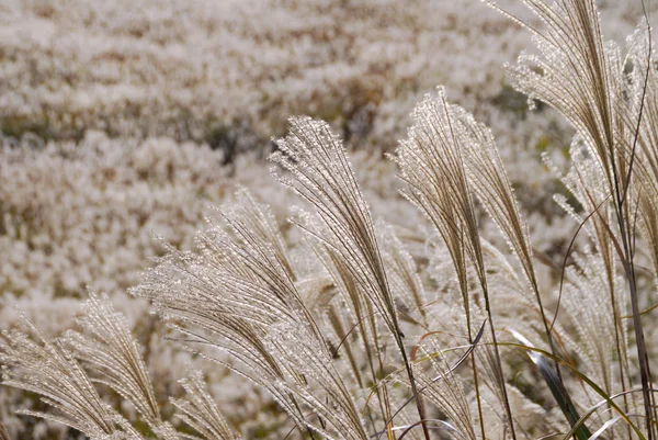 Landschapsbeeld Selectieve Focus — Stockfoto