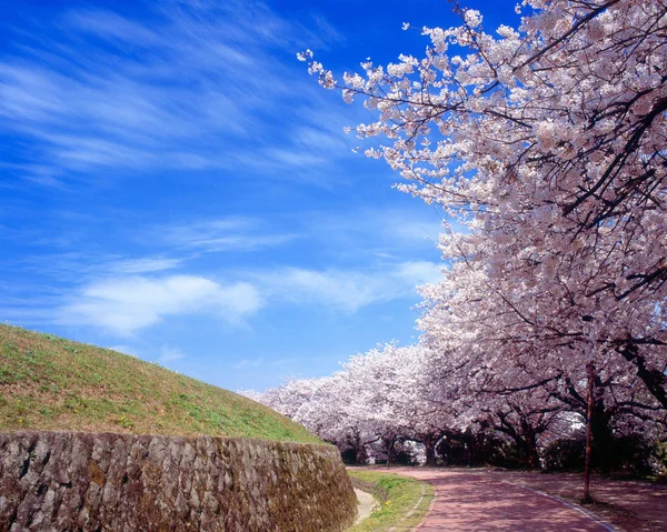 木の上の桜 — ストック写真