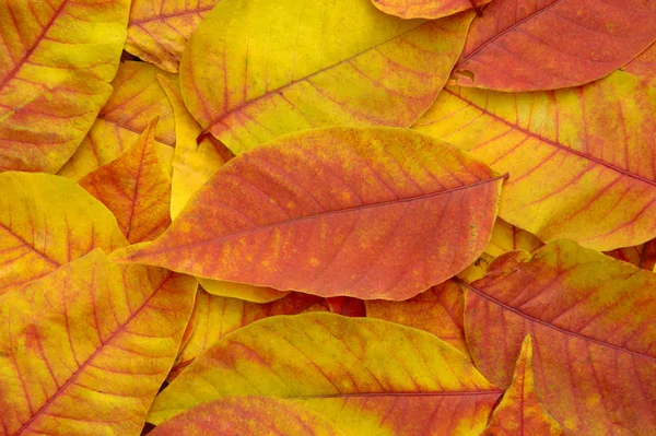 Herbst Blätter Hintergrund Nahaufnahme — Stockfoto