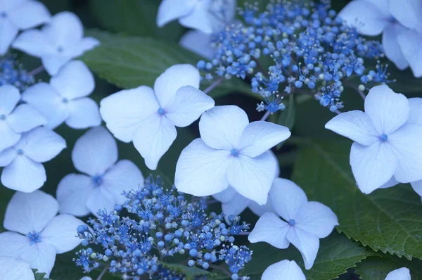 Vista Panorámica Hermosa Hortensia Colorida —  Fotos de Stock