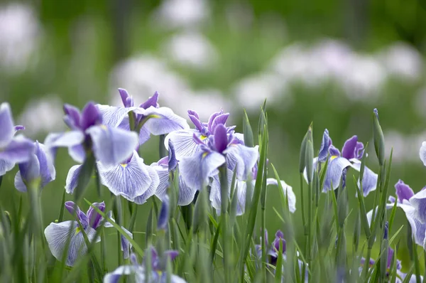Güzel Iris Çiçeğinin Manzarası — Stok fotoğraf