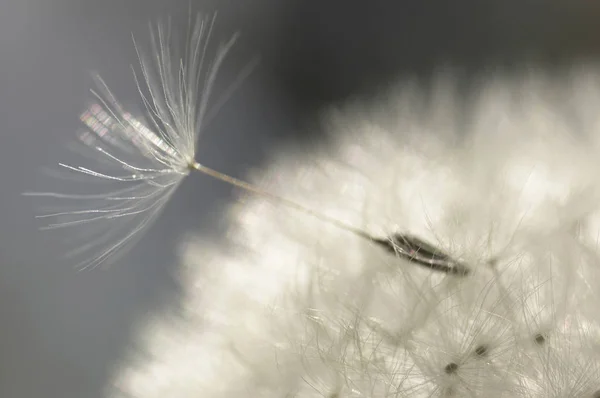 天然のタンポポの花の美しい景色 — ストック写真