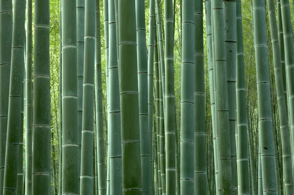 Bambuszerdő Fatörzsek — Stock Fotó