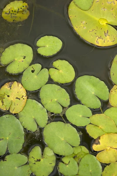 Krásný Botanický Záběr Přírodní Tapety — Stock fotografie