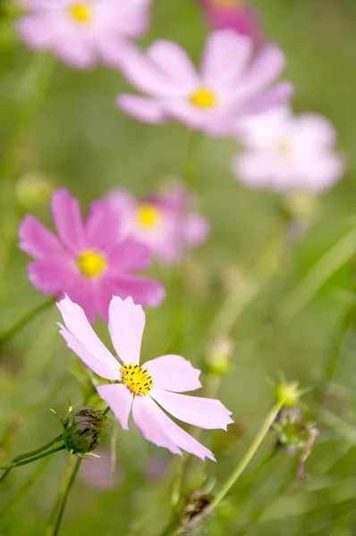 Fleurs Champ Été Pétales Cosmos Fleur — Photo