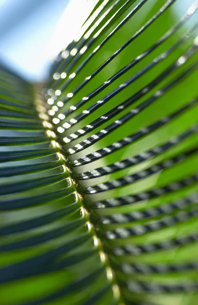 Bella Chioma Sfondo Della Natura — Foto Stock