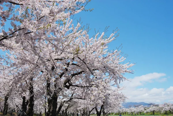 Vår Blomma Blommor Träd — Stockfoto