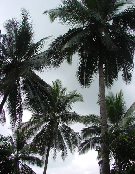 天空中的棕榈树 — 图库照片