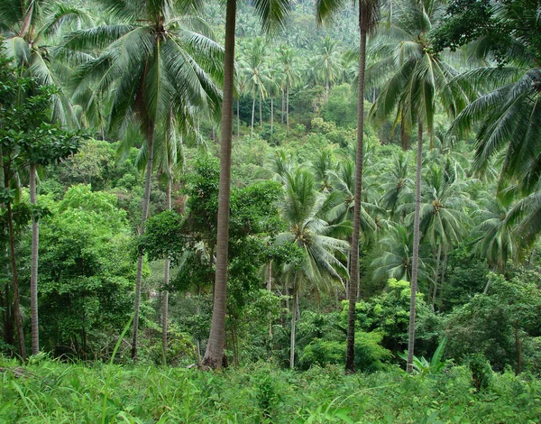 Тропический Лес Природа Зеленые Деревья Листва — стоковое фото