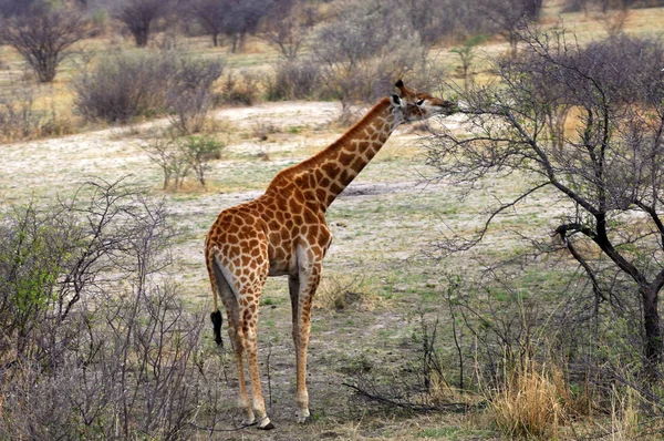 Alta Jirafa Animal Mamífero Herbívoro Africano — Foto de Stock