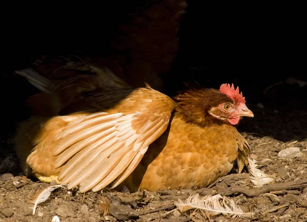 Schilderachtig Uitzicht Prachtige Vogel Natuur — Stockfoto