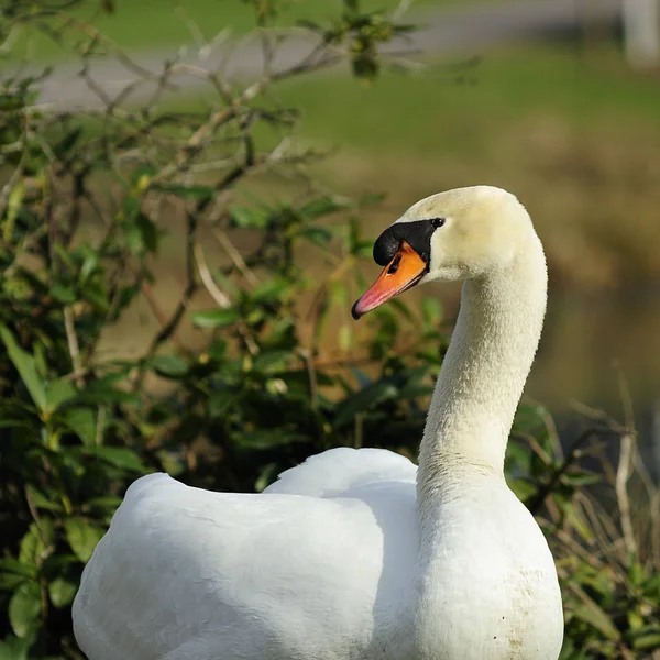 Cisne Vida Silvestre Animal — Foto de Stock