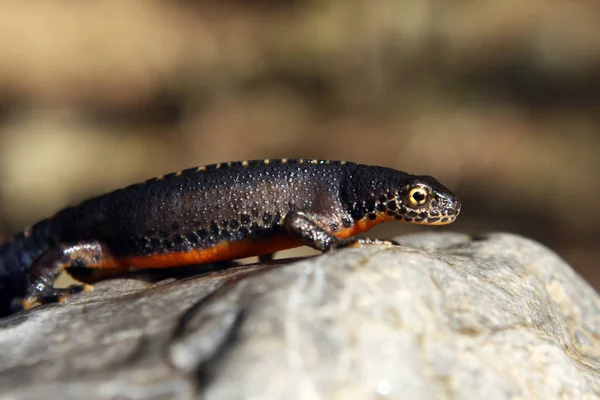 Bergmolch Bergmolch Salamander — Stockfoto