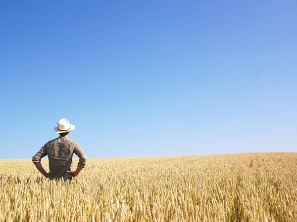 Людина Стоїть Пшеничному Полі Горизонтально Обрамлений Постріл — стокове фото