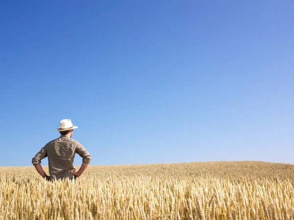 Людина Стоїть Пшеничному Полі Горизонтально Обрамлений Постріл — стокове фото