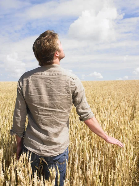 Homme Debout Dans Champ Blé Toucher Les Cultures — Photo