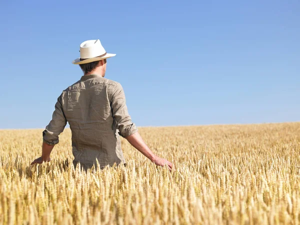 Man Standing Wheat Field Horizontally Framed Shot — kuvapankkivalokuva