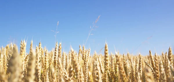 Pšeničné Pole Modré Nebe Panoramatický Záběr — Stock fotografie