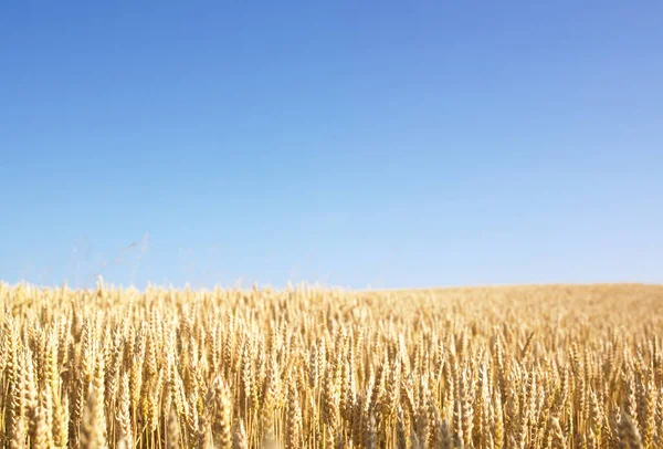 Paisaje Agrícola Rural Cultivo Cereales —  Fotos de Stock