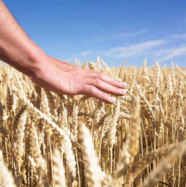 Закрытие Рук Касающихся Пшеницы Над Полем — стоковое фото