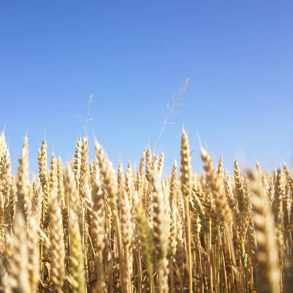 Paisaje Agrícola Rural Cultivo Cereales —  Fotos de Stock