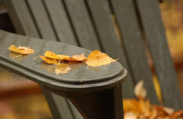 Autumn Leaves Background Close — Stock Photo, Image