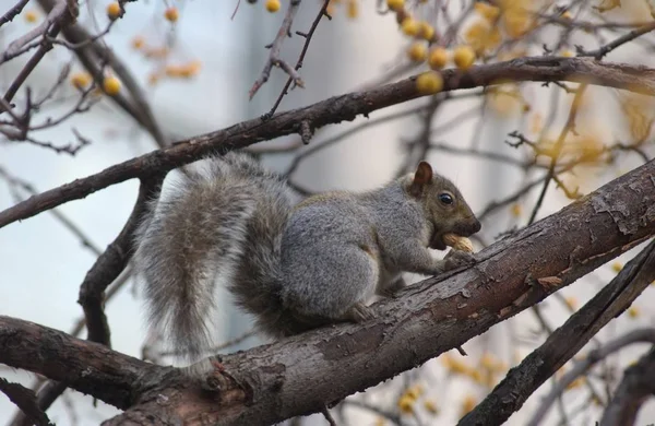 Entzückendes Eichhörnchen Tier Nagetier — Stockfoto