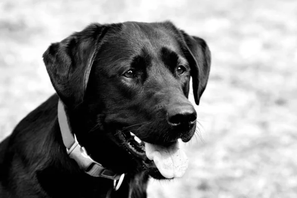 Labrador Noir Blanc — Photo