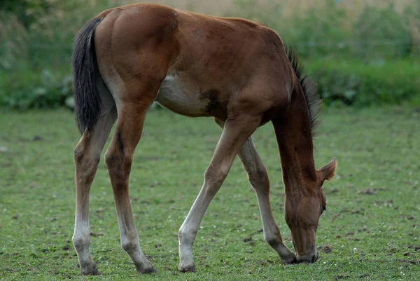 Lovak Nappal Szabadban — Stock Fotó