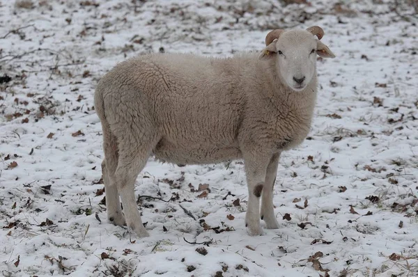 牧场上的家养羊 — 图库照片