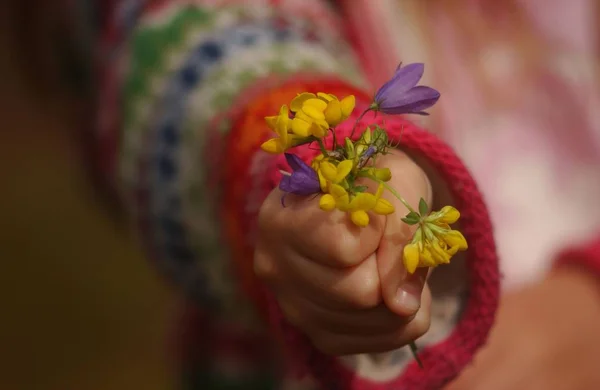 Different Flowers Selective Focus — Stock Photo, Image