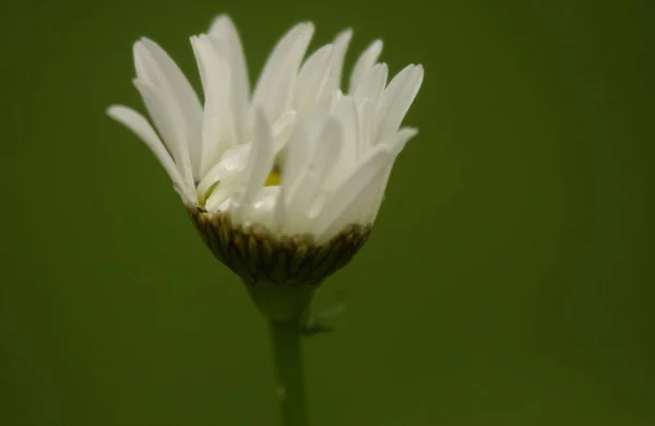 Verschiedene Blüten Selektiver Fokus — Stockfoto