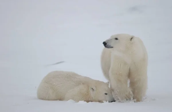 Witte Ijsbeer Dieren Het Wild — Stockfoto