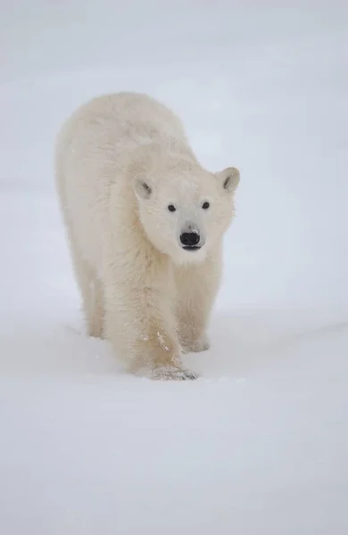 Witte Ijsbeer Dieren Het Wild — Stockfoto