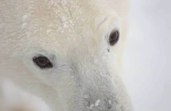 Білий Полярний Ведмідь Дика Тварина — стокове фото