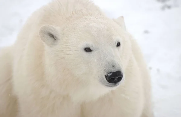 Urso Polar Branco Animais Selvagens — Fotografia de Stock