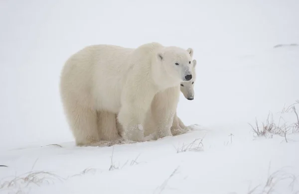 Biały Niedźwiedź Polarny Zwierzęta Dzika Przyroda — Zdjęcie stockowe