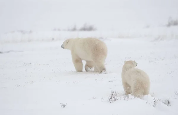 Beyaz Kutup Ayısı Vahşi Yaşam — Stok fotoğraf
