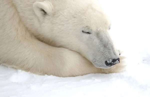 Bílý Lední Medvěd Volně Žijící Zvířata — Stock fotografie