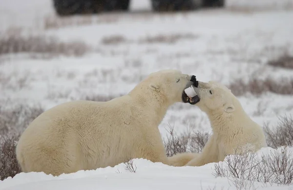 Urso Polar Branco Animais Selvagens — Fotografia de Stock