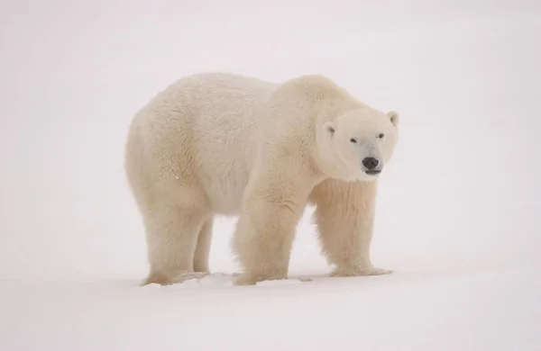 Biały Niedźwiedź Polarny Zwierzęta Dzika Przyroda — Zdjęcie stockowe