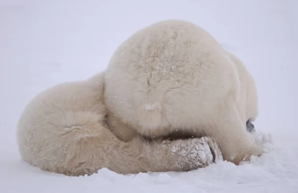 白色北极熊 野生动物 — 图库照片