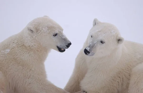 Polar Blanco Vida Silvestre Animal —  Fotos de Stock